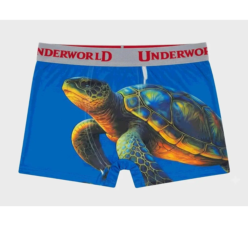 Pasha-bhai-Boxer-Turtle.webp
