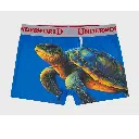 Pasha-bhai-Boxer-Turtle.webp